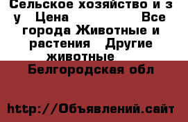 Сельское хозяйство и з/у › Цена ­ 2 500 000 - Все города Животные и растения » Другие животные   . Белгородская обл.